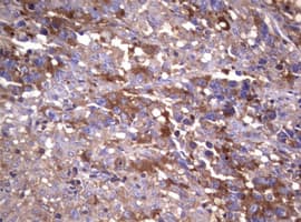 WNT3 Antibody (clone OTI1G7)