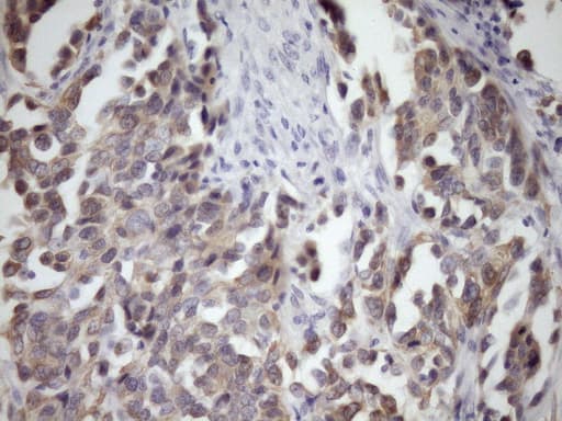 GLOD2 / MCEE Antibody (clone OTI1B5, Carrier-free)