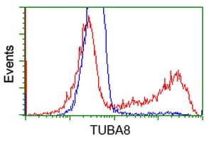 TUBA8 / Tubulin Alpha 8 Antibody (clone OTI2C2)
