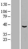SPRED1 Protein (Over-Expression Lysate Myc-DDK (Flag))