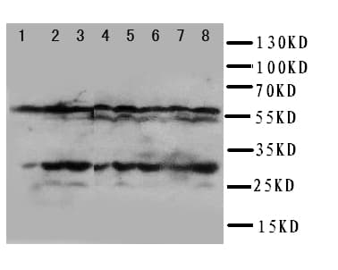 MtTFA / TFAM Antibody (aa227-246)