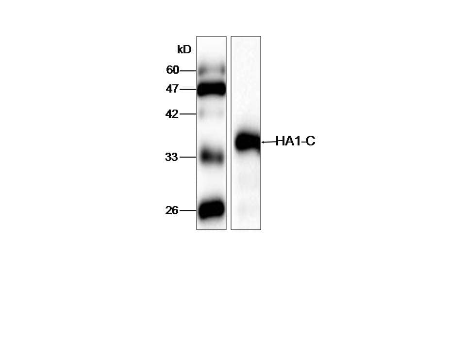 Monoclonal Mouse anti-Influenza Virus Influenza A Virus H1 Antibody (aa102-341, WB)