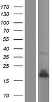 PLA2G2A / SPLA2 Protein (Over-Expression Lysate Myc-DDK (Flag))