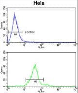 GALNT2 Antibody (aa26-53)