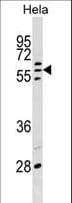 POLR3C Antibody (aa202-230)