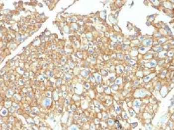 EPCAM Antibody (Azide-free, BSA-free)