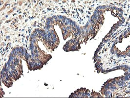 TUBAL3 Antibody (aa150-446, clone OTI1G6, Carrier-free)