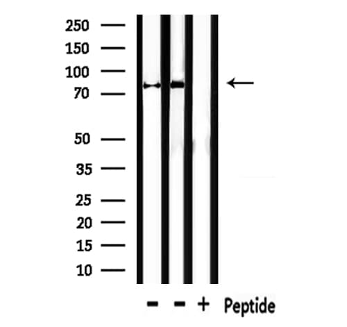 MFN1 Antibody