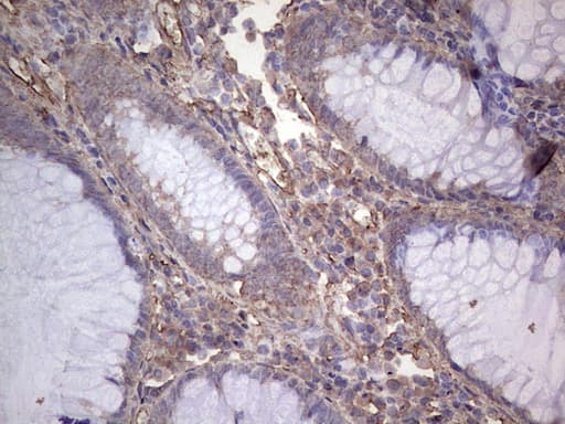 NUDT12 Antibody (aa1-251, clone OTI2G2)