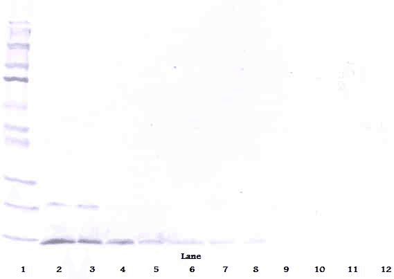 NRTN / Neurturin Antibody