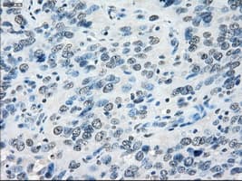 PPP5C Antibody (clone OTI3G1)