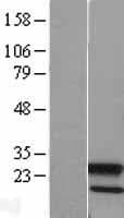 Human APG12 / ATG12 Protein (Over-Expression Lysate Myc-DDK (Flag))