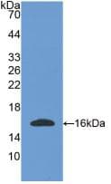 Osteoglycin / Mimecan Antibody (aa180-298, PE)