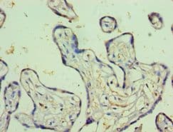 Polyclonal Rabbit anti-Human PSG1 / CD66f Antibody (aa180-419, IHC)