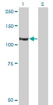 IRS Antibody (clone 3D3)