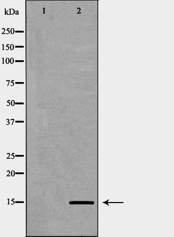 Polyclonal Rabbit anti-Human HIST3H3 Antibody (Methyl-Lys9, IHC, IF, WB)