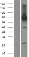 OTUD5 Protein (Over-Expression Lysate Myc-DDK (Flag))