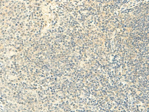 FMNL2 Antibody