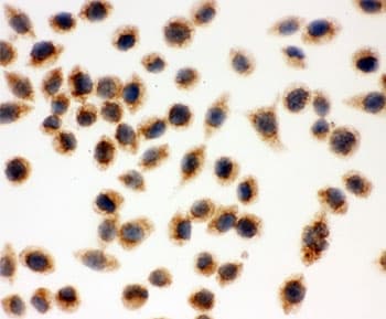 CYCS / Cytochrome c Antibody