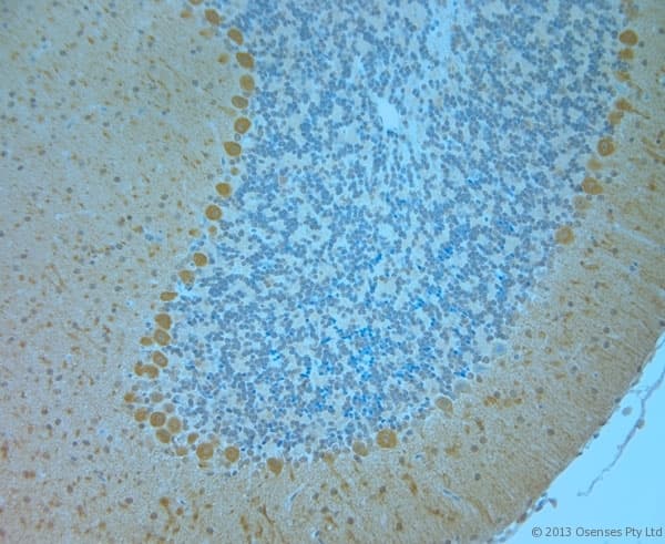 Polyclonal Rabbit anti-Mouse TMEM37 Antibody (aa160-211, IHC)