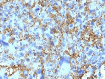 HLA-DRB1 Antibody (clone LN3, Azide-free, BSA-free)