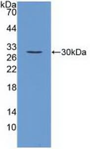 FGF23 Antibody (aa25-251)