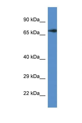 Polyclonal Rabbit anti-Mouse GUF1 Antibody (aa496-545, WB)