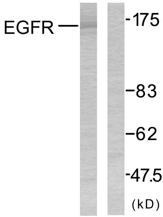 IHC-plus™ EGFR Antibody (aa1041-1090)