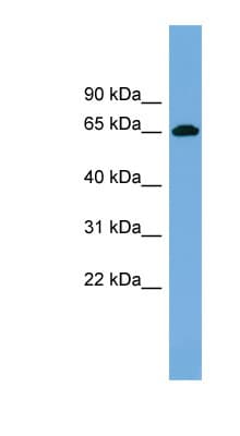 VIPAS39 Antibody (C-Terminus)