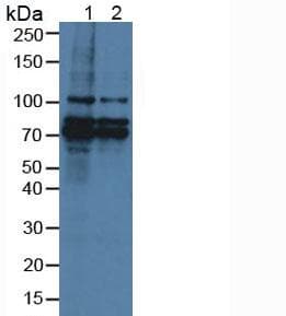 BCAS3 Antibody (aa230-546, PE)