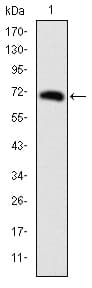 FOXP2 Antibody (clone 5C11A8)