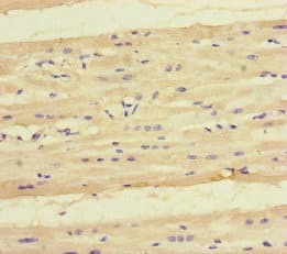 KYNU Antibody