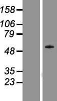 DDX19B Protein (Over-Expression Lysate Myc-DDK (Flag))