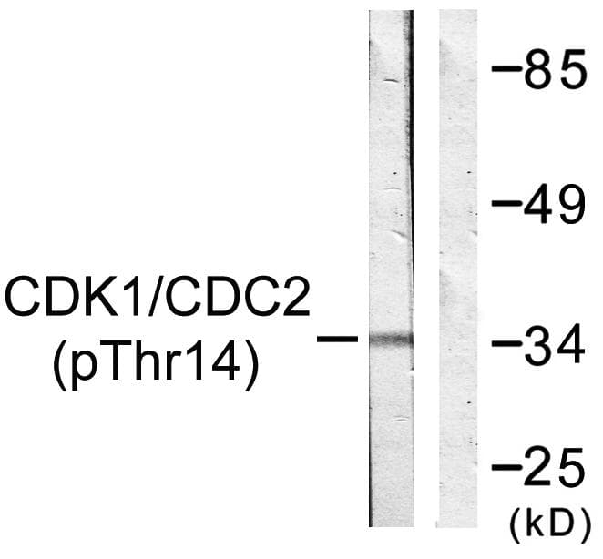 CDK1 / CDC2 Antibody (phospho-Thr14)
