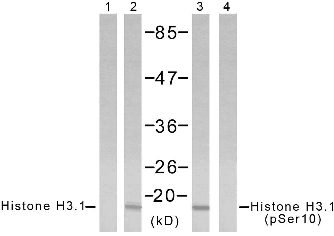 Histone H3.1 Antibody (p10)