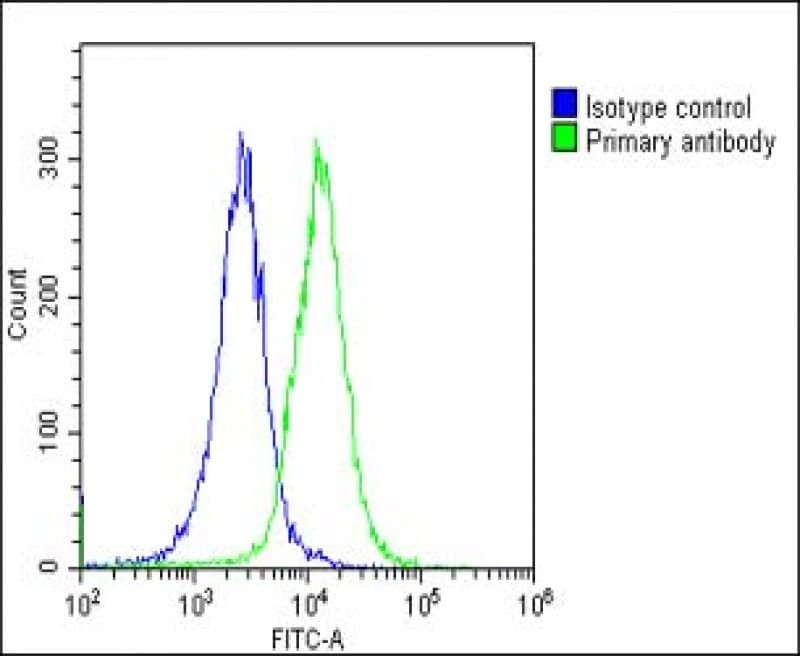 Polyclonal Rabbit anti-Human NAT10 Antibody (N-Terminus, WB)