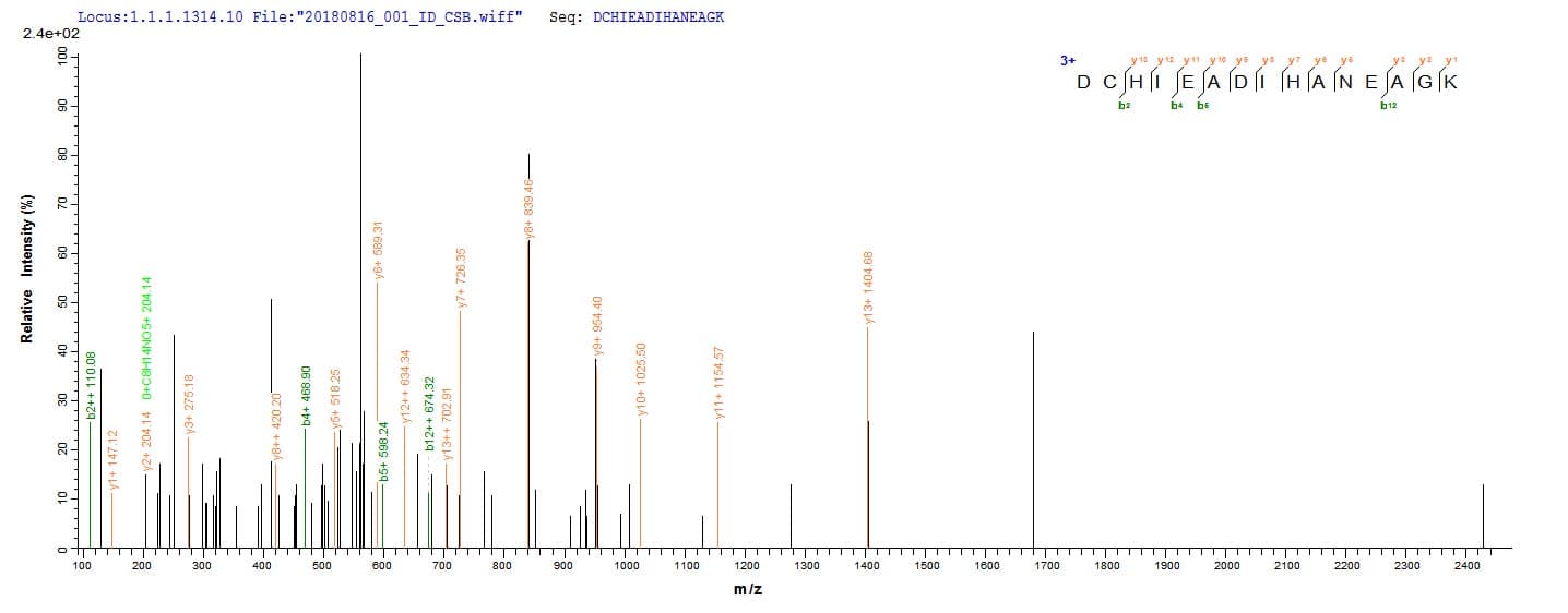 Treponema pallidum tpd Protein (Recombinant 10His, N-terminus + Myc, C-terminus)
