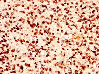 HIST1H2AI Antibody