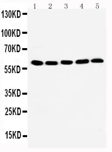 HSF2 Antibody (aa82-102)