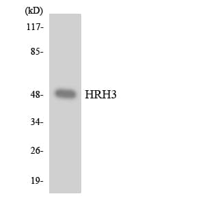 Polyclonal Rabbit anti-Human HRH3 / Histamine 3 Receptor Antibody (aa277-326, WB)