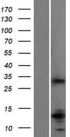 SLA Protein (Over-Expression Lysate Myc-DDK (Flag))