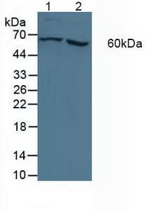 P450SCC / CYP11A1 Antibody (aa392-521)