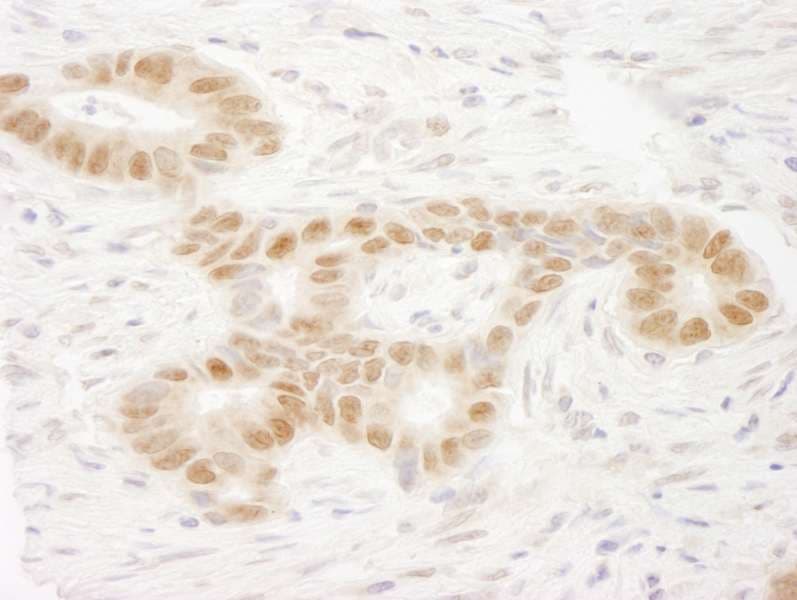 MAML2 Antibody (aa1100-C-term)