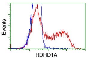 HDHD1 Antibody (clone OTI3E5)