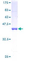 Human SUB1 Protein (Recombinant GST)