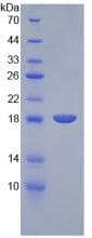 Mouse VEGFA / VEGF Protein (Recombinant His, N-Terminal)