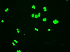 IHC-plus™ HHEX / HEX Antibody (clone 3F4 1B1)