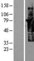 CTTN / Cortactin Protein (Over-Expression Lysate Myc-DDK (Flag))