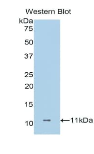 DCD / Dermcidin Antibody (aa18-110, Biotin)
