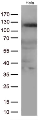 Monoclonal Mouse anti-Human NFKB1 / NF-Kappa-B Antibody (clone OTI10D7, Carrier-free, WB)